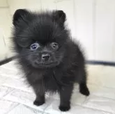 ポメラニアン【茨城県・男の子・2024年12月12日・ブラック】の写真7