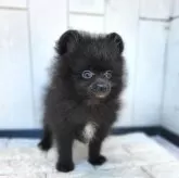 ポメラニアン【茨城県・男の子・2024年12月17日・ブラック】の写真10