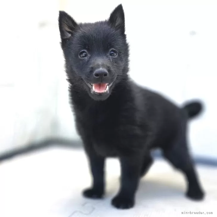 ID：2509-01949の子犬