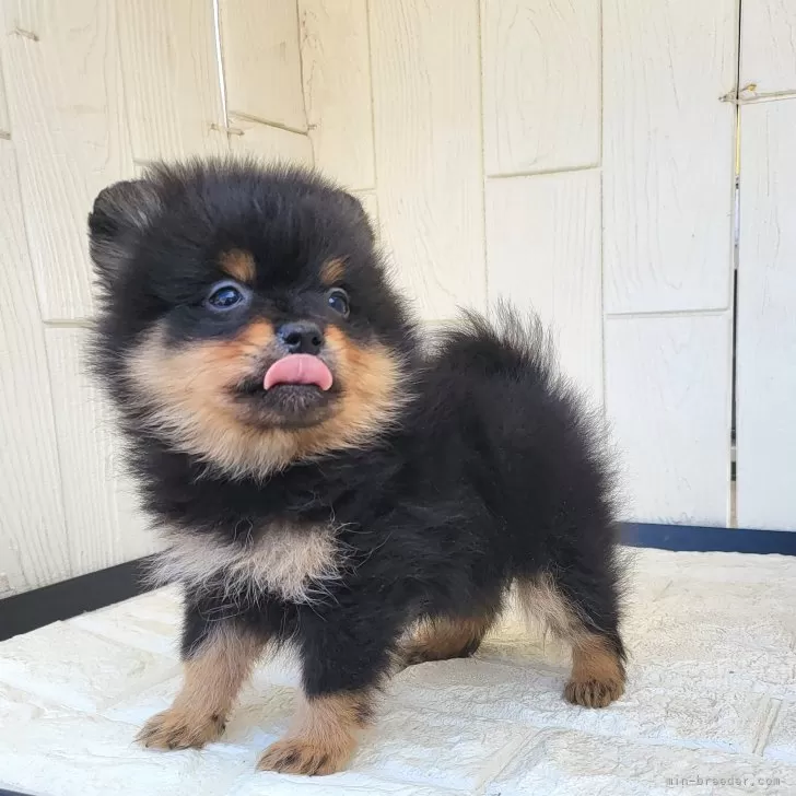 ID：2502-02436の子犬