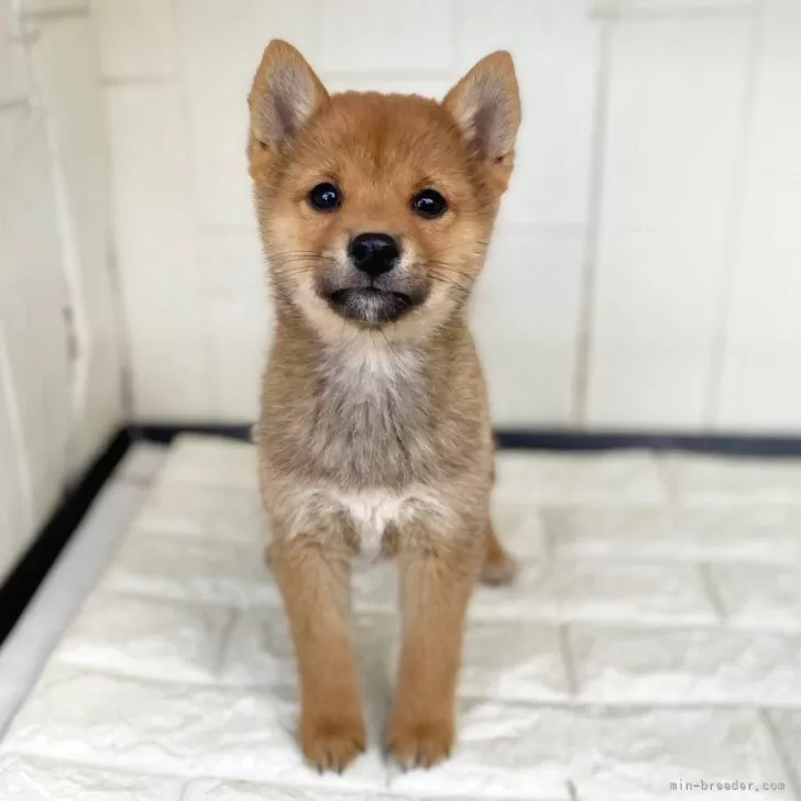 ID:2412-02034の子犬