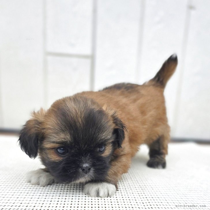 ブリーダー画像