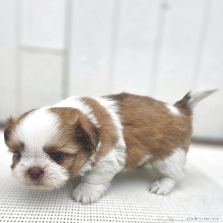 ブリーダー画像