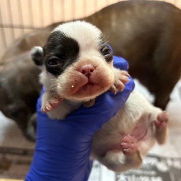 フレンチブルドッグ【茨城県・男の子・2025年11月5日・パイド】の写真「小さめで可愛いパイドの男の子」