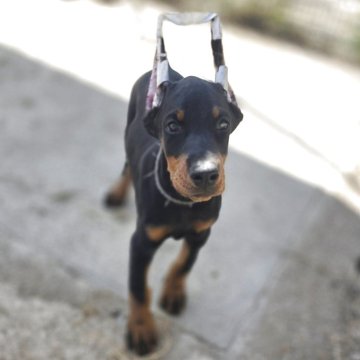 ドーベルマン【茨城県・女の子・2025年7月30日・ブラックタン】の写真「父犬ハンガリー輸入犬🌟母犬日本チャンピオン直子」
