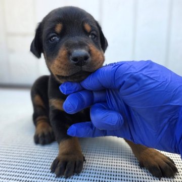ドーベルマン【茨城県・男の子・2025年10月23日・ブラックタン】の写真「ばりばりのヨーロッパタイプ🌟父犬外産犬❇️」