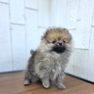 ポメラニアン【茨城県・男の子・2025年8月7日・オレンジ】の写真「マズル短いタヌキ顔の可愛い子ですよ♥️」