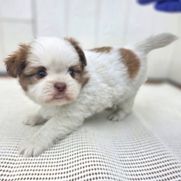 チーズー(チワワ×シーズー)【茨城県・女の子・2025年10月6日・ゴールド&ホワイト】の写真「マズルも短くて どんどん可愛いくなってます♥️」