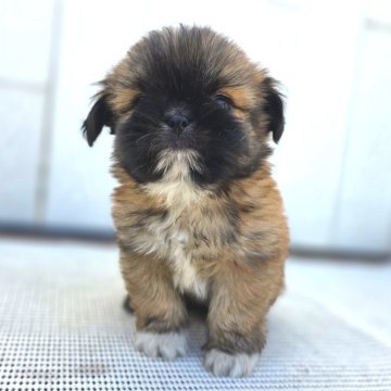 チーズー(チワワ×シーズー)【茨城県・男の子・2025年10月6日・フォーン(ブラックマスク)】の写真「マズルも短くて どんどん可愛いくなってます♥️」