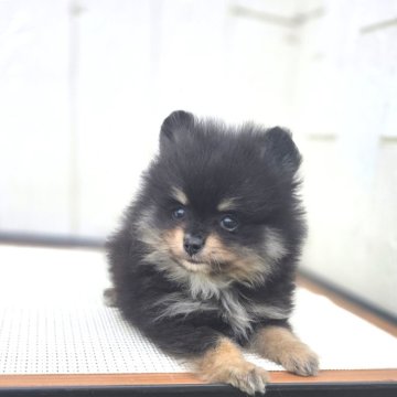 ポメラニアン【茨城県・男の子・2025年9月13日・オレンジ】の写真「毛ブキも良くなりそうなブラタンBaby♥️」