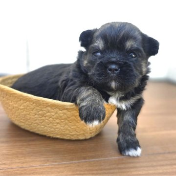 チーズー♥️(チワワ×シーズー)【茨城県・男の子・2025年10月5日・ブラックタン】の写真「短マズルでドワーフタイプのめっちゃ可愛い♥️♥️」