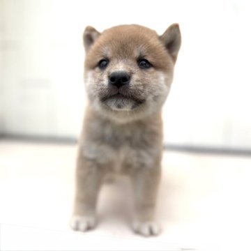 柴犬(豆柴)【茨城県・男の子・2025年8月18日・赤】の写真「右耳がほんの少し欠けてるので安くしてます♥️」