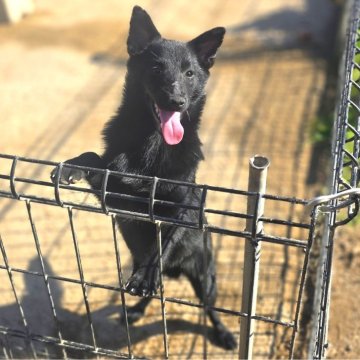 スキッパーキ【茨城県・男の子・2025年5月28日・ブラック】の写真「世界最高の室内番犬😈飛んで跳ねて愛しい♥️」