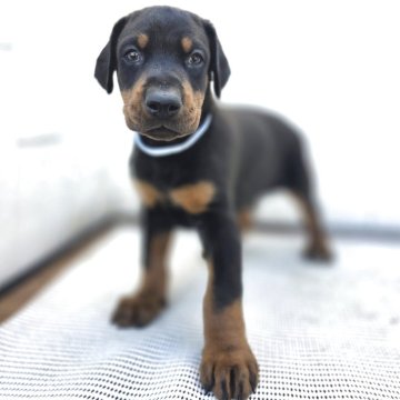 ドーベルマン【茨城県・男の子・2025年10月23日・ブラックタン】の写真「ばりばりのヨーロッパタイプ🌟父犬外産犬❇️」