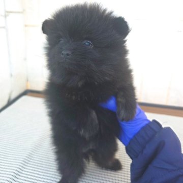 ポメラニアン【茨城県・男の子・2025年9月30日・ブラック(薄っらブラタンも見えます)】の写真「ブラックですが薄っらタンも見えます♥️」