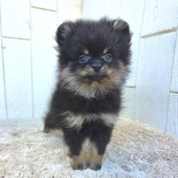 ポメラニアン【茨城県・女の子・2025年9月30日・ブラックタン】の写真「とっても小さい子です♥️お転婆娘だけど 😆」