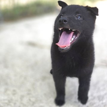 スキッパーキ【茨城県・男の子・2025年5月22日・ブラック】の写真「世界最高の室内番犬👿飛びます😂✨」