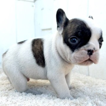 フレンチブルドッグ【茨城県・男の子・2025年11月5日・パイド】の写真「小さめで可愛いパイドの男の子」