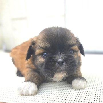 チーズー(チワワ×シーズー)【茨城県・男の子・2025年10月6日・フォーン(ブラックマスク)】の写真「マズルも短くて どんどん可愛いくなってます♥️」