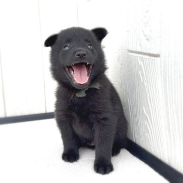 スキッパーキ【茨城県・男の子・2025年5月28日・ブラック】の写真「世界最高の室内番犬😈飛んで跳ねて愛しい♥️」