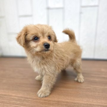 チワプー(チワワ×トイプードル)【茨城県・男の子・2025年8月23日・レッド】の写真「びびりで甘えん坊なボクです♥️😉」