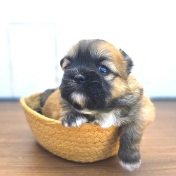 チーズー♥️(チワワ×シーズー)【茨城県・女の子・2025年10月5日・フォーン】の写真「短マズルでドワーフタイプのめっちゃ可愛い♥️♥️」