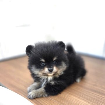 ポメラニアン【茨城県・男の子・2025年9月13日・オレンジ】の写真「毛ブキも良くなりそうなブラタンBaby♥️」