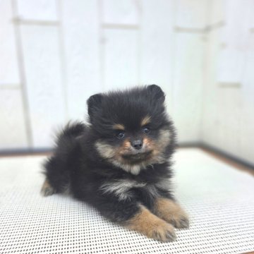 ポメラニアン【茨城県・女の子・2025年9月13日・オレンジ】の写真「毛ブキも良くなりそうなブラタンBaby♥️」