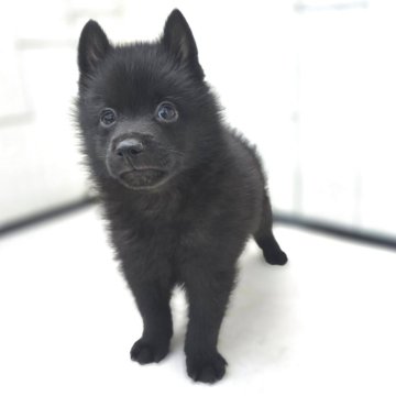 スキッパーキ【茨城県・男の子・2025年5月31日・ブラック】の写真「世界最高の室内番犬👿飛びます👿」