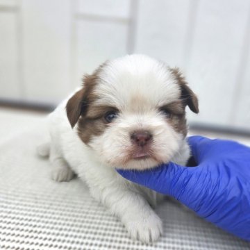 チーズー(チワワ×シーズー)【茨城県・女の子・2025年10月6日・ゴールド&ホワイト】の写真「マズルも短くて どんどん可愛いくなってます♥️」