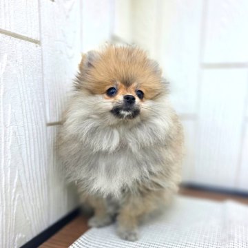 ポメラニアン【茨城県・女の子・2025年7月31日・オレンジ】の写真「パパ～外産血統です♥️(爆)(毛)🌟」