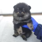 ポメラニアン