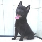 スキッパーキ