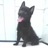 スキッパーキ