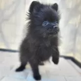 ポメラニアン【茨城県・男の子・2024年12月12日・ブラック】の写真1