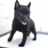 スキッパーキ