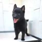 スキッパーキ