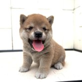柴犬(豆柴)