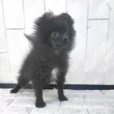 ポメラニアン【茨城県・男の子・2024年12月17日・ブラック】の写真1