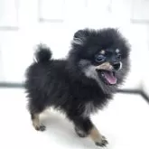 ポメラニアン