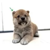 豆柴