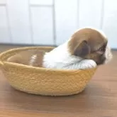 チーズー(チワワ×シーズー)【茨城県・男の子・2025年10月6日・ゴールド&ホワイト】の写真11