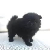 ポメラニアン【茨城県・男の子・2025年9月30日・ブラック(薄っらブラタンも見えます)】の写真14