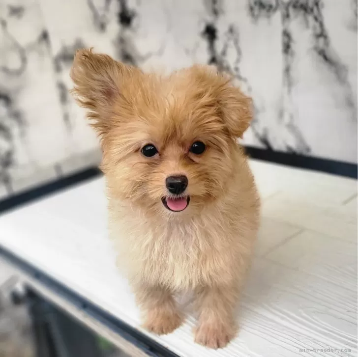 ID：2404-00612の子犬