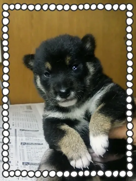 ID：1408-01324の子犬