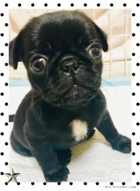 ID:1809-01087の子犬