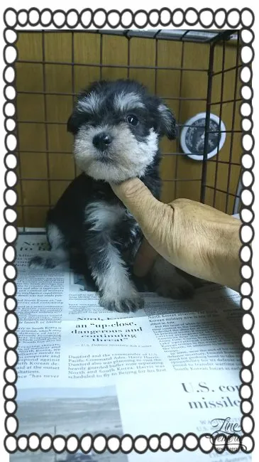 ID：1604-01603の子犬