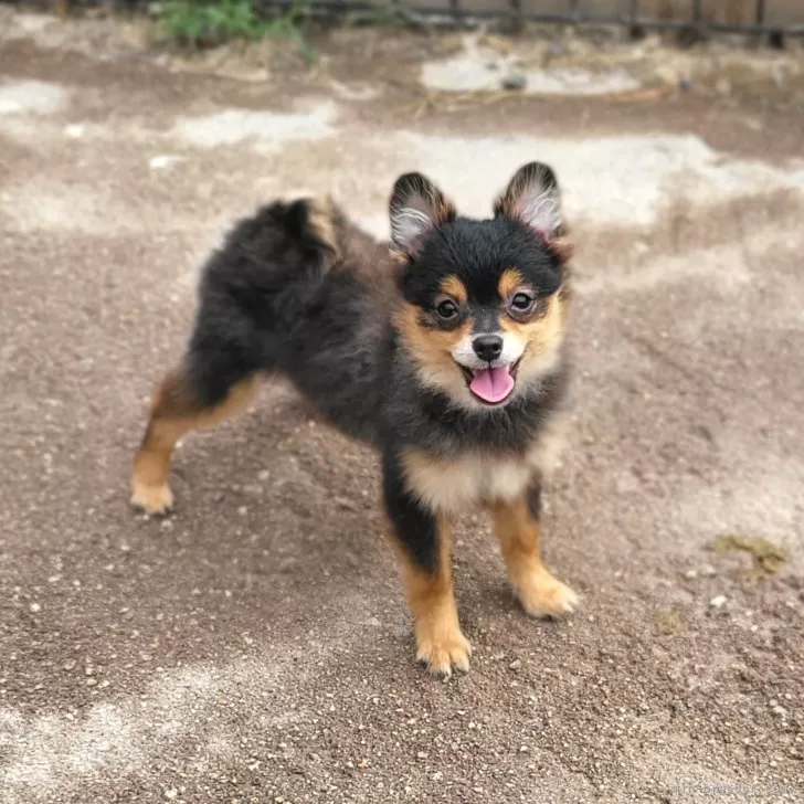 ID：2405-07569の子犬