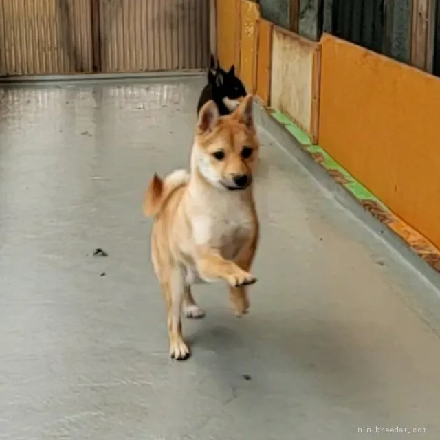 ID:2007-03076の子犬