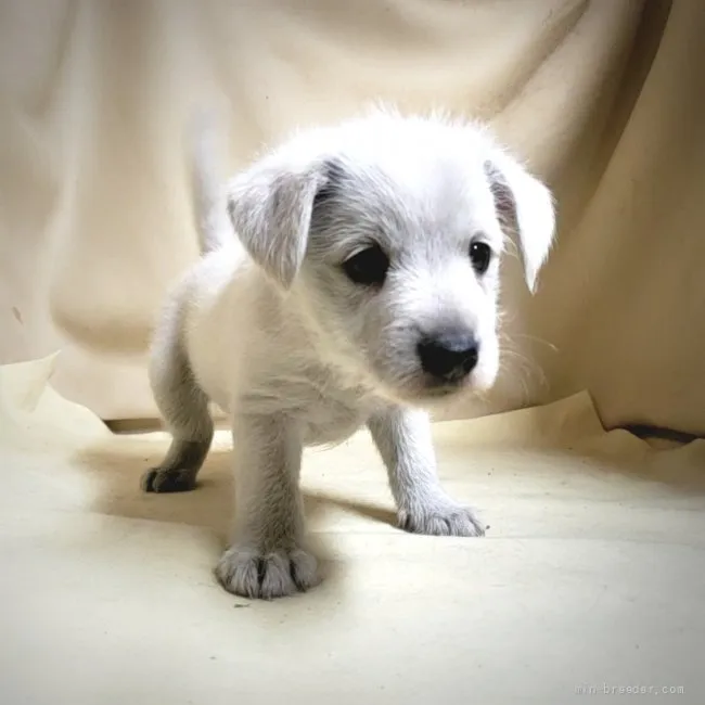 ID:2109-01596の子犬